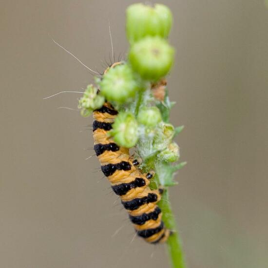 Cinnabar moth: Animal in habitat Natural Meadow in the NatureSpots App