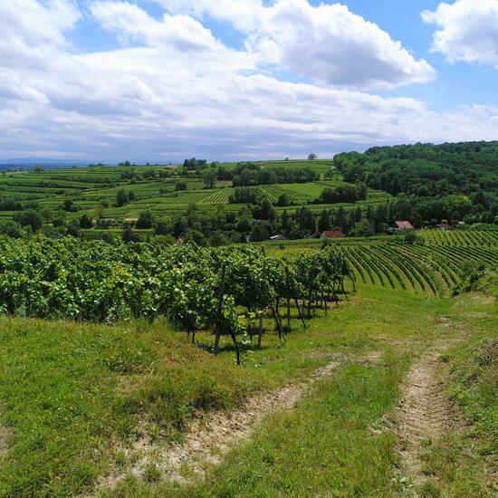 Landscape: Agriculture in habitat Vineyard in the NatureSpots App