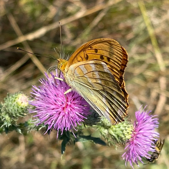 Argynnis paphia: Animal in nature in the NatureSpots App