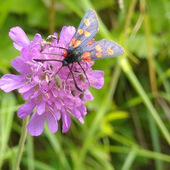 Zygaena lonicerae: Animal in habitat Temperate forest in the NatureSpots App