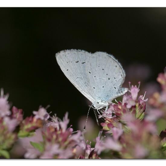Holly Blue: Animal in habitat Garden in the NatureSpots App