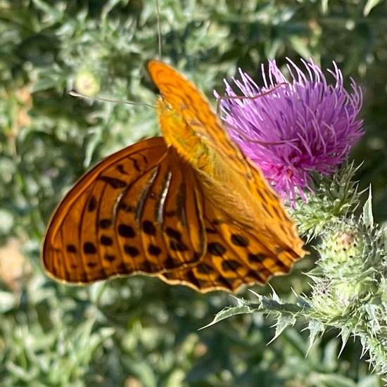 Argynnis paphia: Animal in nature in the NatureSpots App