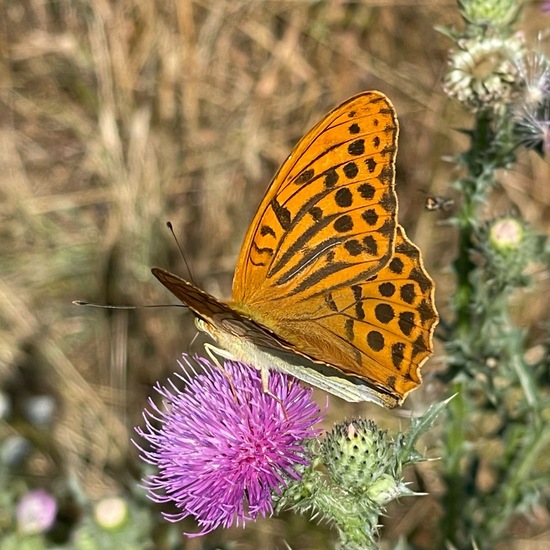 Argynnis paphia: Animal in habitat Garden in the NatureSpots App