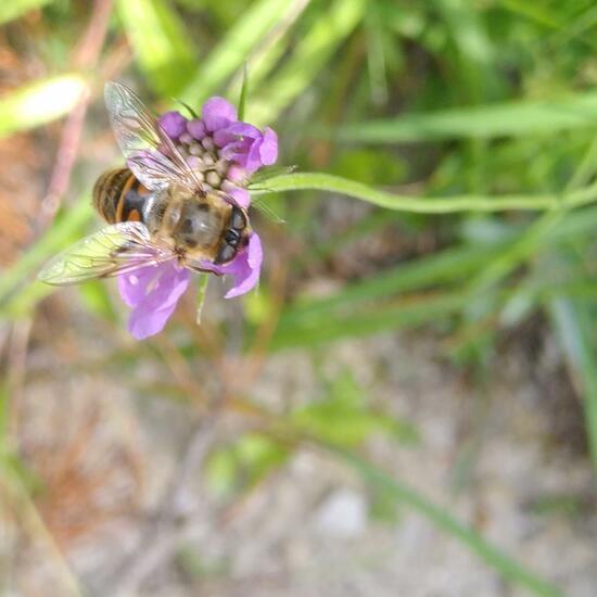 Eristalis tenax: Animal in habitat Temperate forest in the NatureSpots App