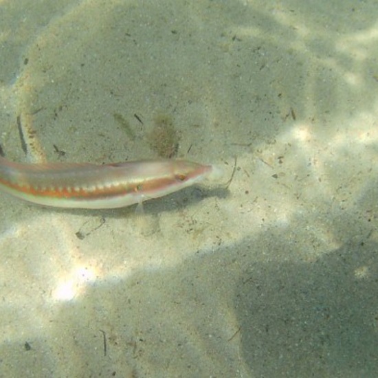 Mediterranean rainbow wrasse: Animal in habitat Rocky coast in the NatureSpots App