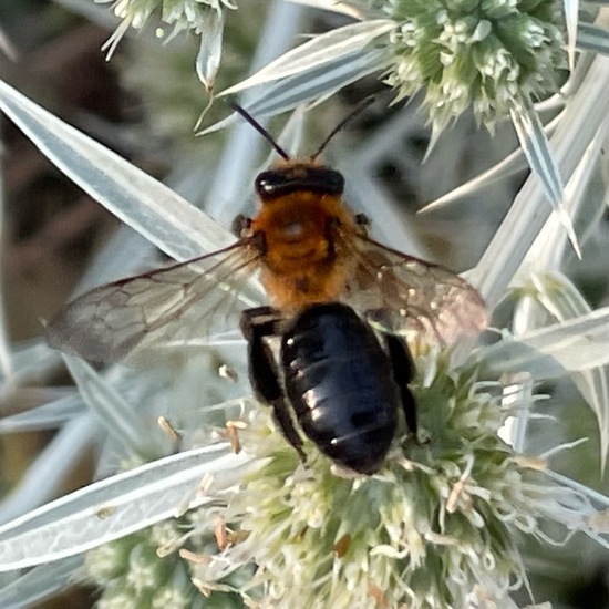 Andrena nitida: Animal in habitat Garden in the NatureSpots App