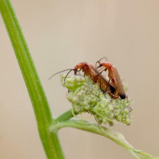 Common red soldier beetle: Animal in habitat Garden in the NatureSpots App