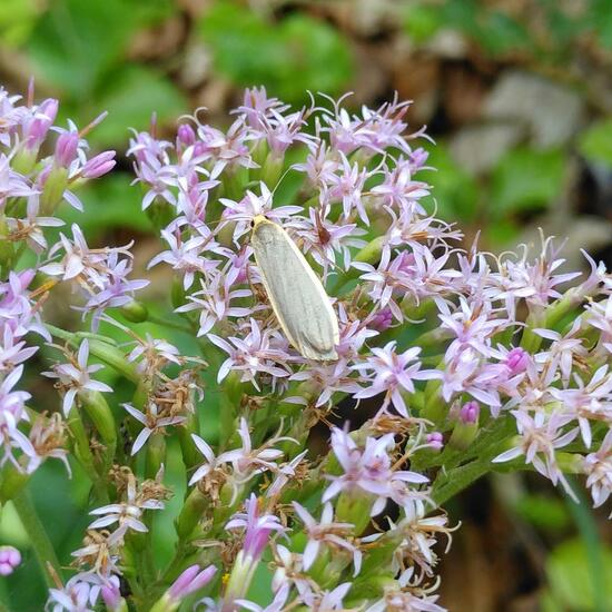 Common Footman: Animal in habitat Mountain meadows in the NatureSpots App