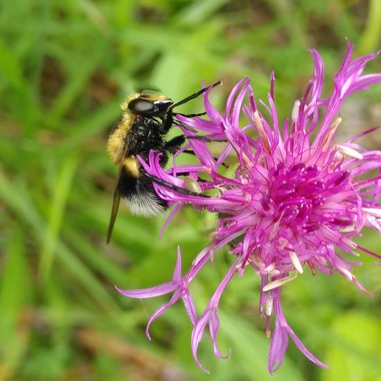 Volucella bombylans: Animal in habitat Temperate forest in the NatureSpots App