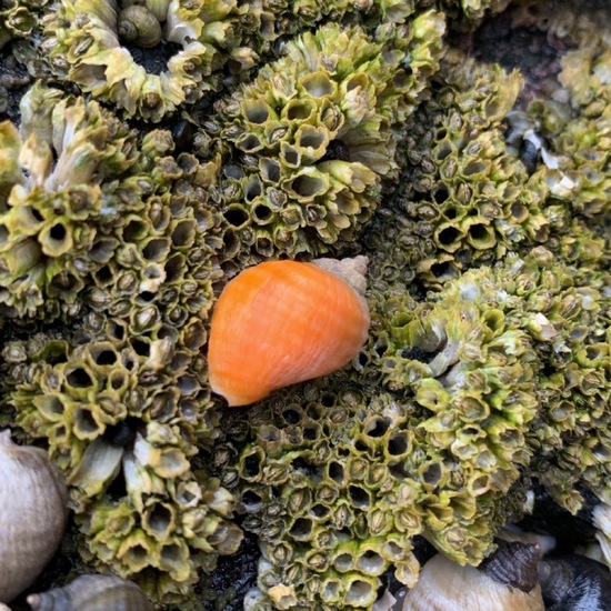 Nucella lapillus: Animal in habitat Rocky coast in the NatureSpots App