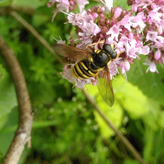 Sericomyia silentis: Animal in habitat Temperate forest in the NatureSpots App