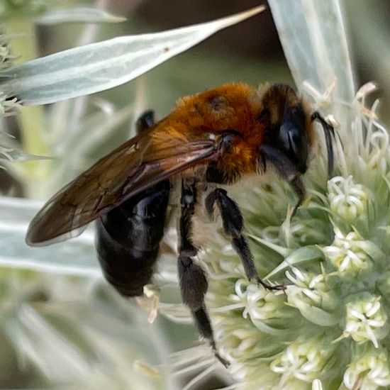 Andrena nitida: Animal in habitat Garden in the NatureSpots App