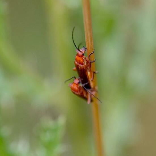 Common red soldier beetle: Animal in habitat Garden in the NatureSpots App