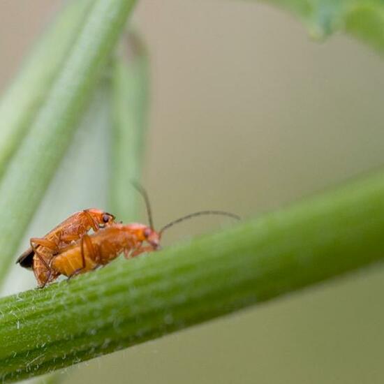Common red soldier beetle: Animal in habitat Garden in the NatureSpots App