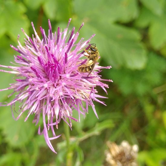 Halictus scabiosae: Animal in habitat Temperate forest in the NatureSpots App