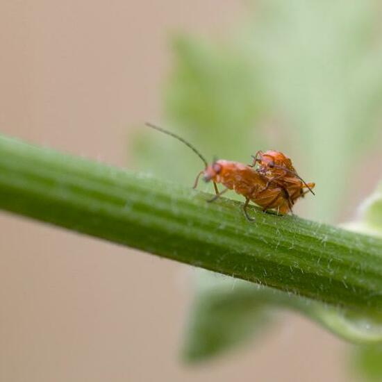 Common red soldier beetle: Animal in habitat Garden in the NatureSpots App