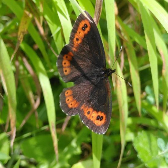 Erebia ligea: Animal in habitat Temperate forest in the NatureSpots App