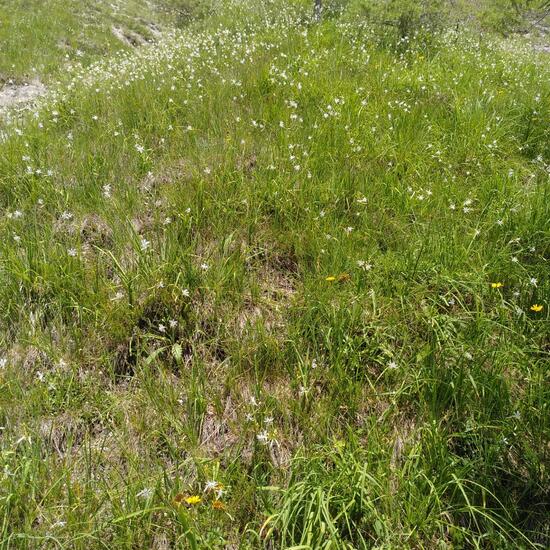 Landscape: Mountain and Rock in habitat Mountain meadows in the NatureSpots App