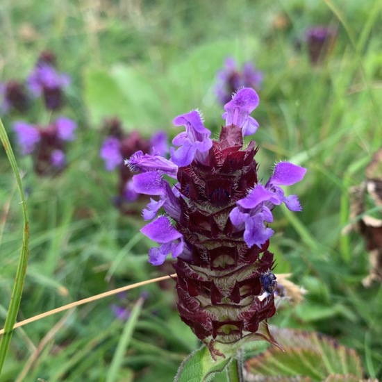 Northern Marsh-orchid: Plant in nature in the NatureSpots App