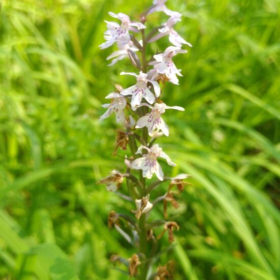 Dactylorhiza maculata: Plant in habitat Temperate forest in the NatureSpots App