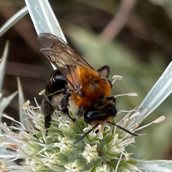 Andrena nitida: Animal in habitat Garden in the NatureSpots App