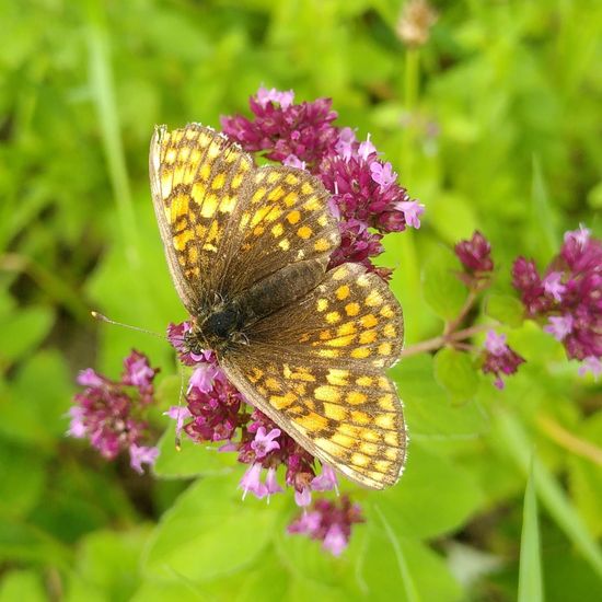 Melitaea aurelia: Animal in habitat Temperate forest in the NatureSpots App