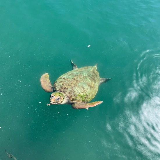 Loggerhead sea turtle: Animal in habitat Marine habitat in the NatureSpots App
