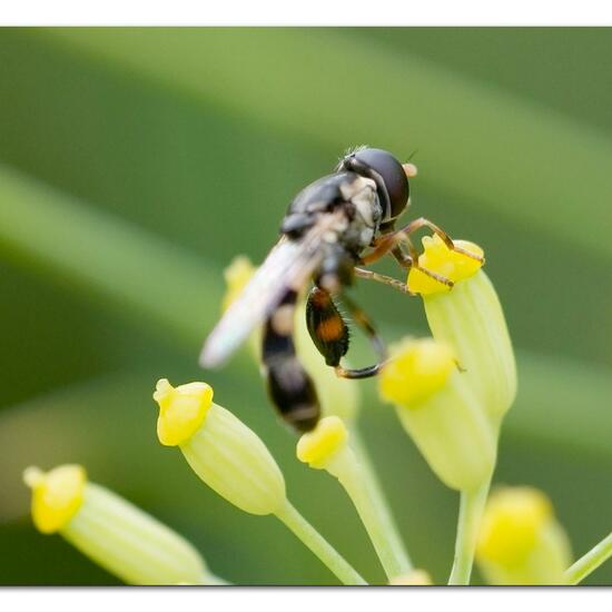 Syritta pipiens: Animal in habitat Garden in the NatureSpots App