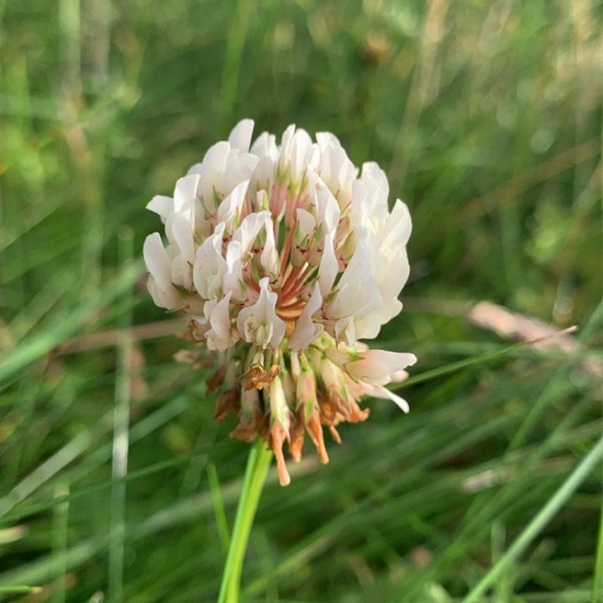 Trifolium repens: Plant in habitat Grassland in the NatureSpots App