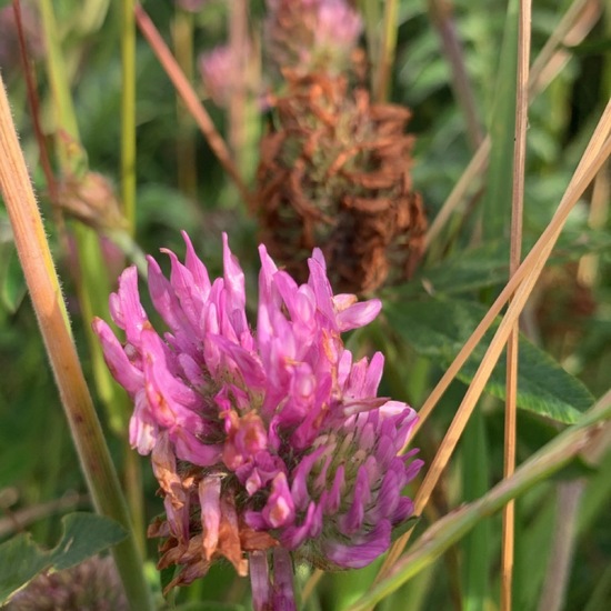 Trifolium pratense: Plant in habitat Semi-natural grassland in the NatureSpots App