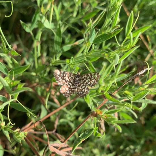 Latticed Heath: Animal in habitat Agricultural meadow in the NatureSpots App