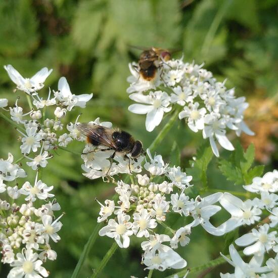 Cheilosia illustrata: Animal in habitat Semi-natural grassland in the NatureSpots App