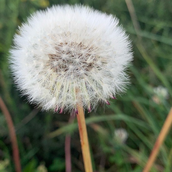 Taraxacum sect. Ruderalia: Plant in habitat Park in the NatureSpots App