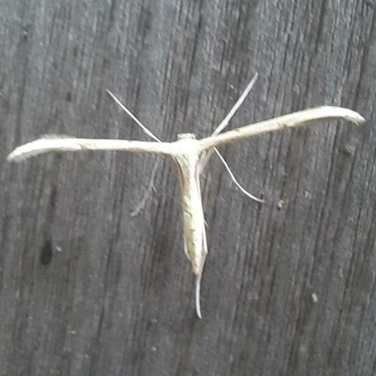 Pterophoridae: Animal in nature in the NatureSpots App