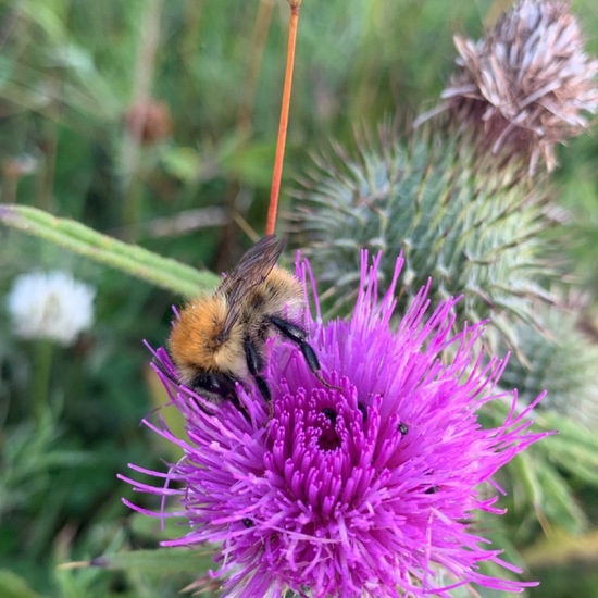 Bombus pascuorum: Animal in habitat Agricultural meadow in the NatureSpots App