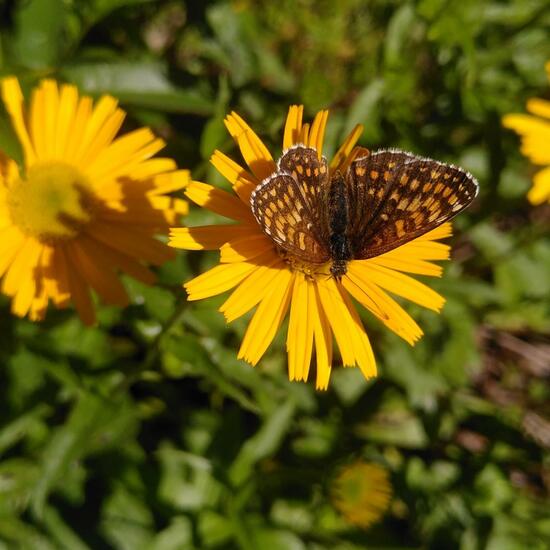Melitaea phoebe: Animal in habitat Temperate forest in the NatureSpots App