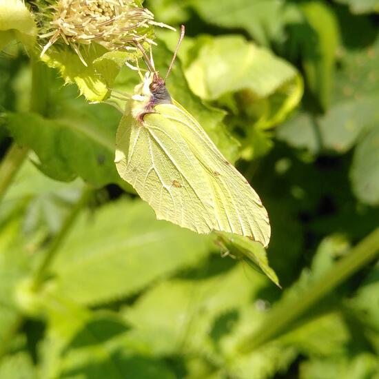 Gonepteryx rhamni: Animal in habitat Temperate forest in the NatureSpots App