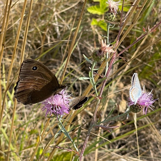 Minois dryas: Animal in habitat Grassland in the NatureSpots App