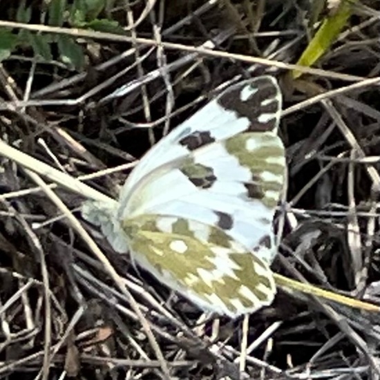 Resedafalter: Tier im Habitat Grasland und Büsche in der NatureSpots App