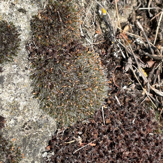 Grimmia pulvinata: Pflanze im Habitat Anderes Grasland/Busch-Habitat in der NatureSpots App