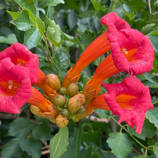 Campsis radicans: Plant in habitat Garden in the NatureSpots App