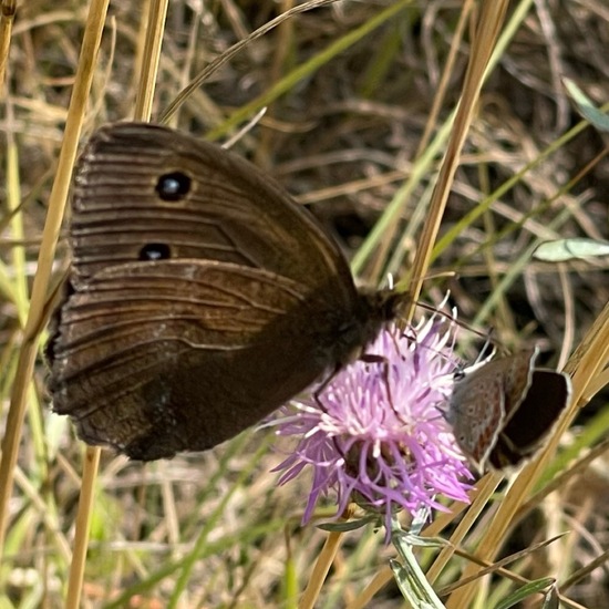 Minois dryas: Animal in habitat Grassland in the NatureSpots App