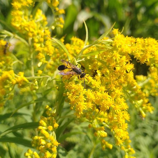 Isodontia mexicana: Animal in habitat Buffer strip in the NatureSpots App