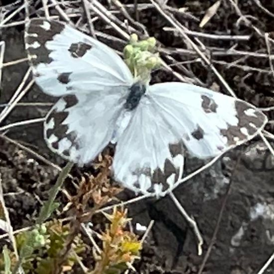 Resedafalter: Tier im Habitat Grasland und Büsche in der NatureSpots App