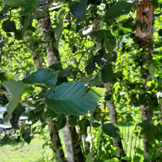 Alnus alnobetula: Plant in habitat Forest in the NatureSpots App
