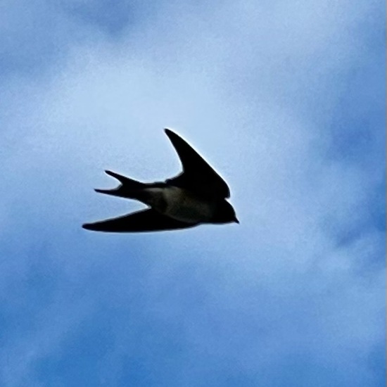 Barn Swallow: Animal in habitat Garden in the NatureSpots App