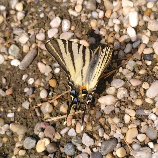 Scarce Swallowtail: Animal in habitat Semi-natural grassland in the NatureSpots App