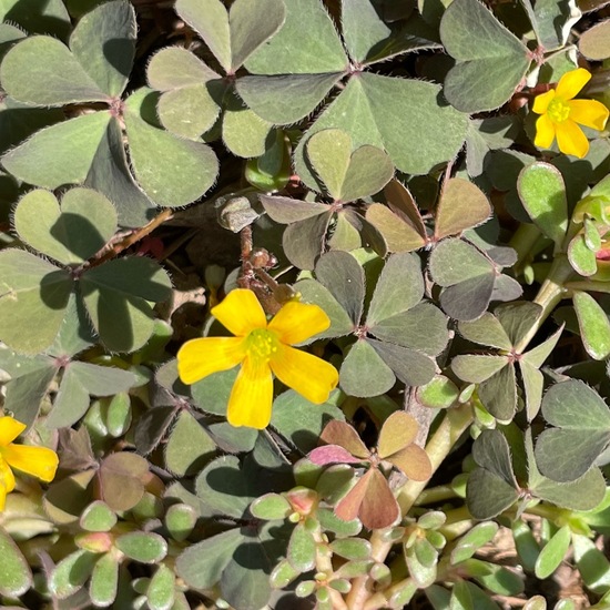 Oxalis corniculata: Plant in habitat Garden in the NatureSpots App