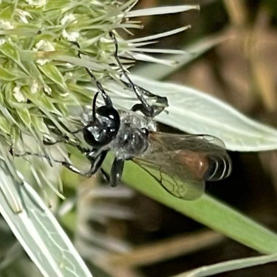 Sphecidae: Animal in habitat Garden in the NatureSpots App