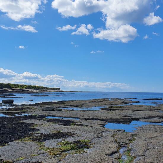 Landscape: Marine and Coast in habitat Rocky coast in the NatureSpots App